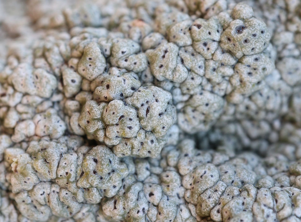 Pertusaria pertusa