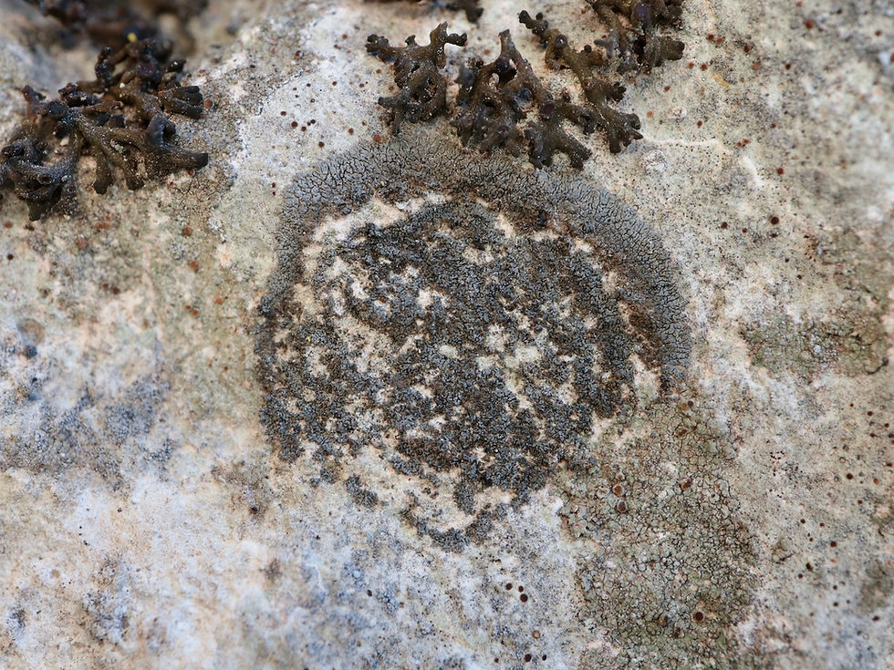Placynthium coerulescens