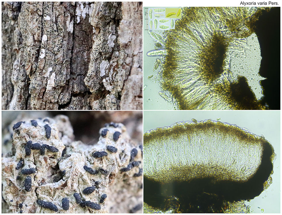 Alyxoria varia Quercus