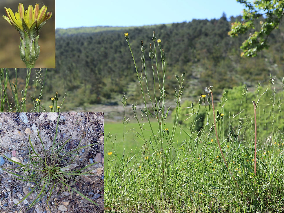 Podospermum laciniatum