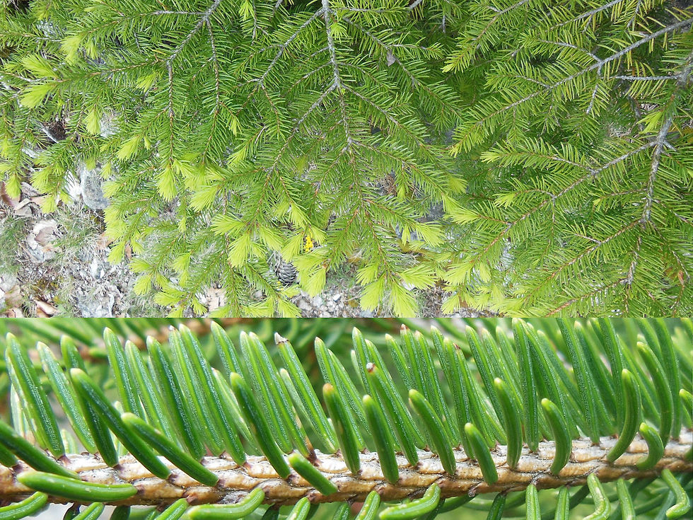 Picea abies
