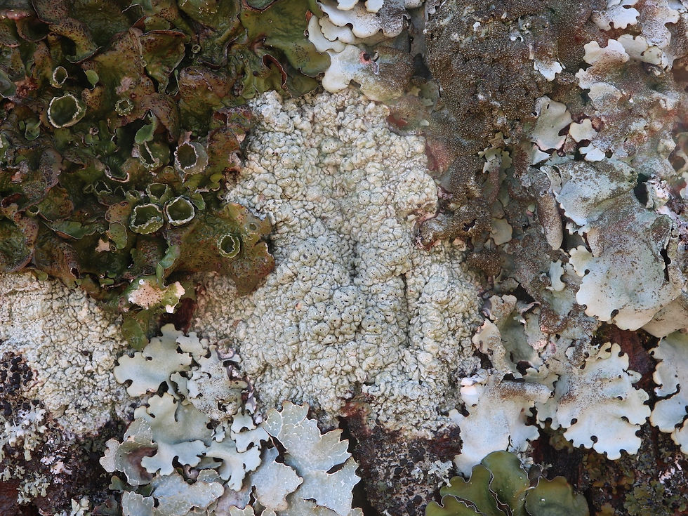 Pertusaria pertusa Tilia