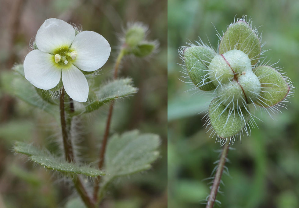 Veronica cymbalaria
