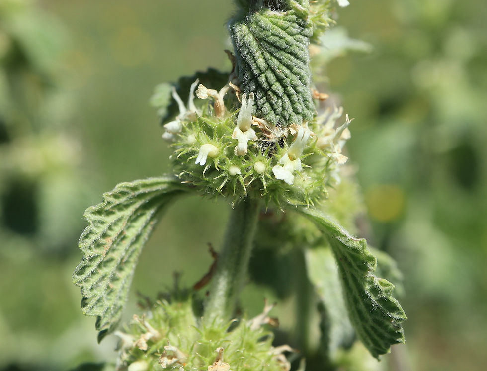 Marrubium vulgare