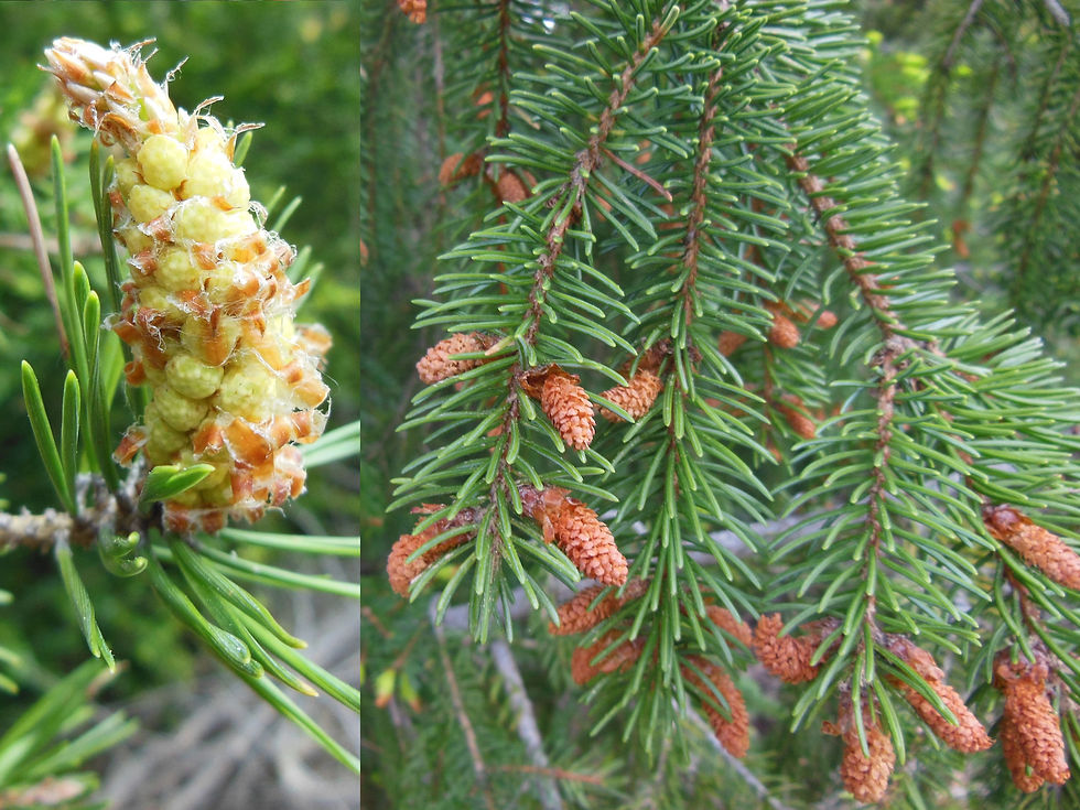 Picea abies