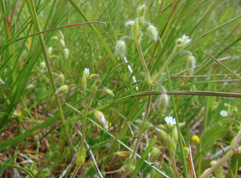 Cerastium brachypetalum