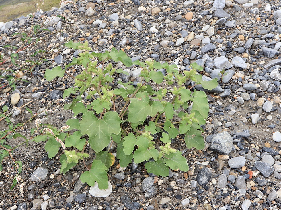 Xanthium orientale