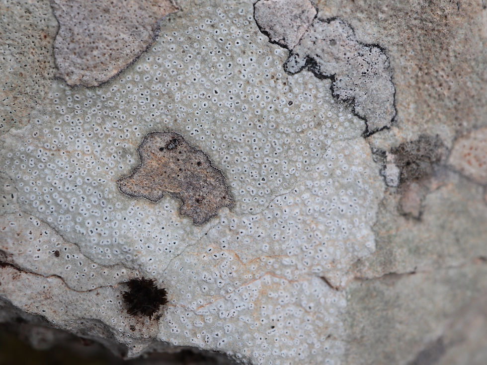 Aspicilia coronata