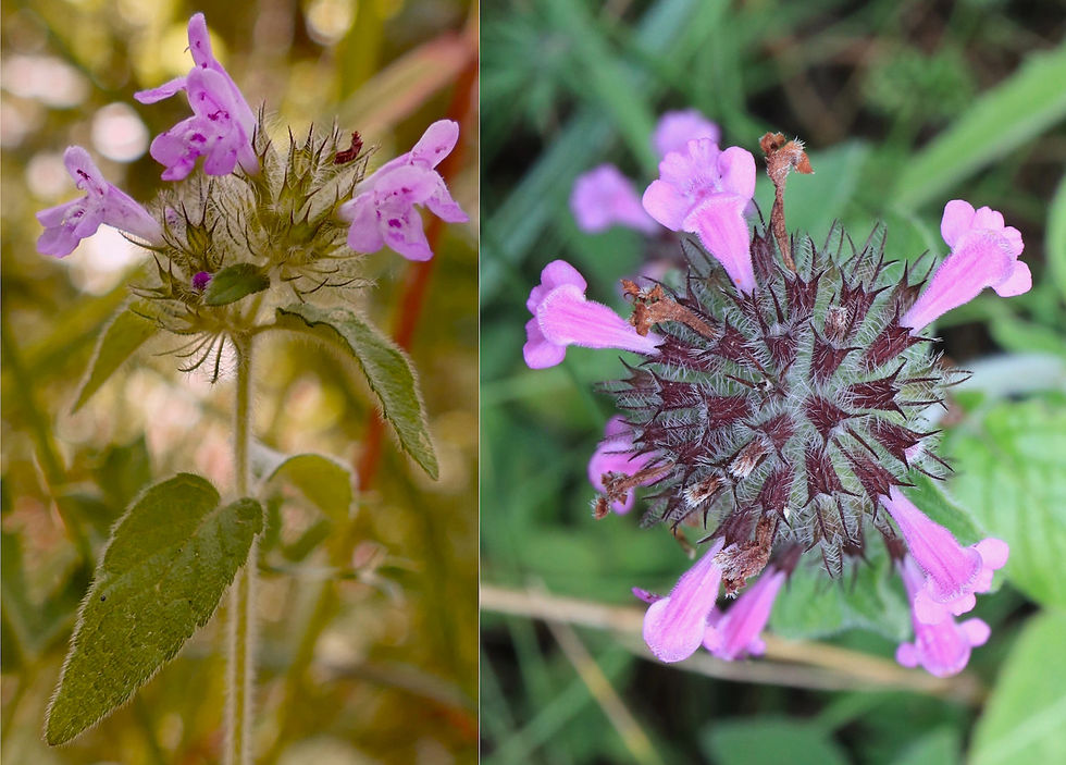 Clinopodium vulgare