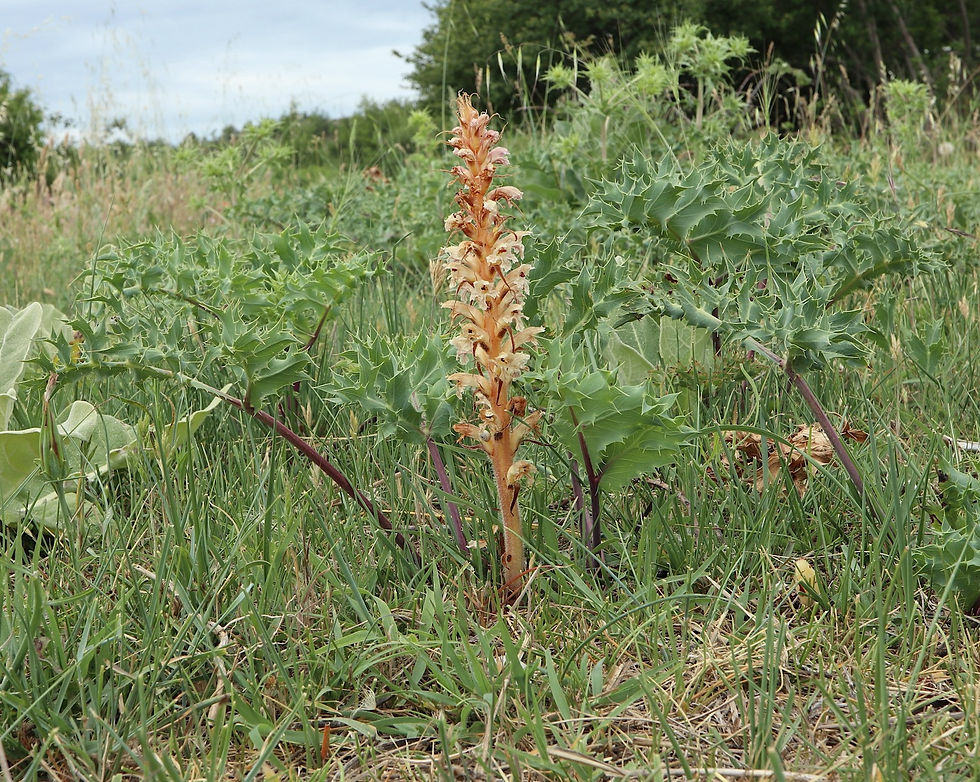 Orobanche amethystea