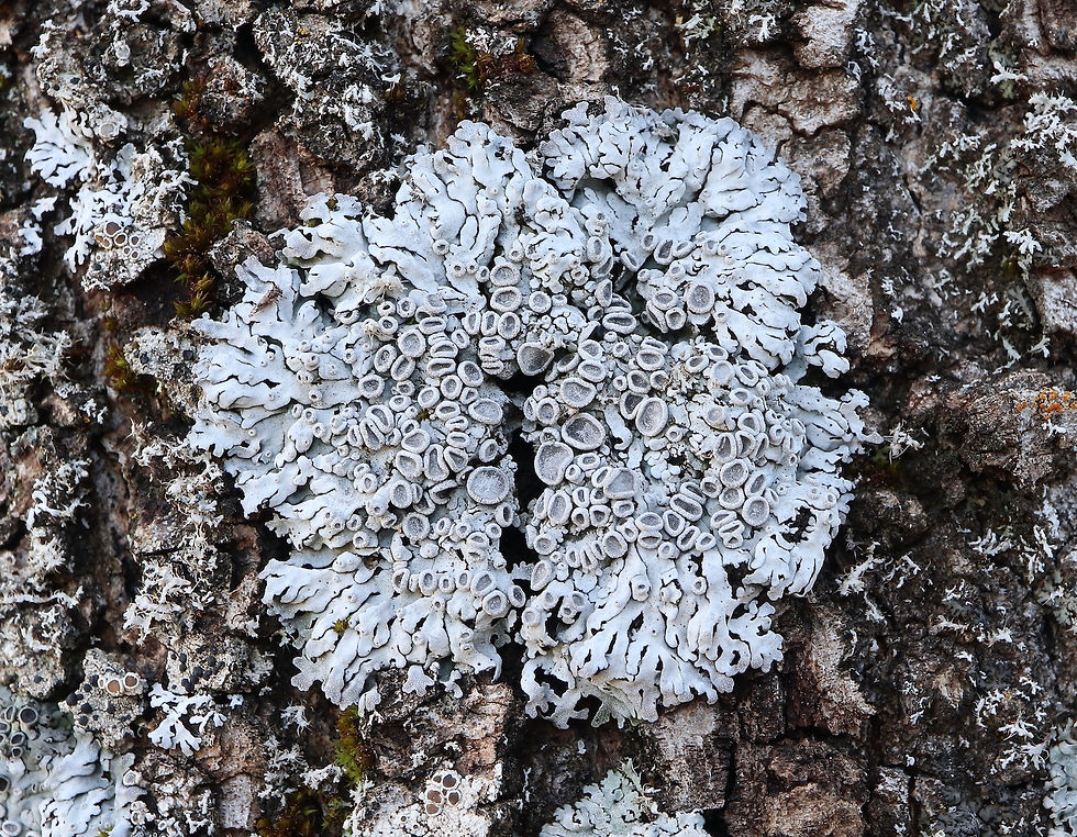 Physconia distorta Fraxinus