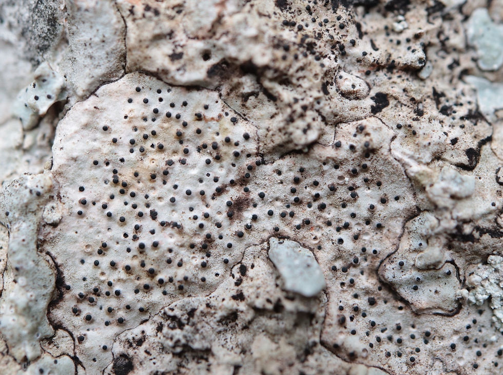 Acrocordia conoidea