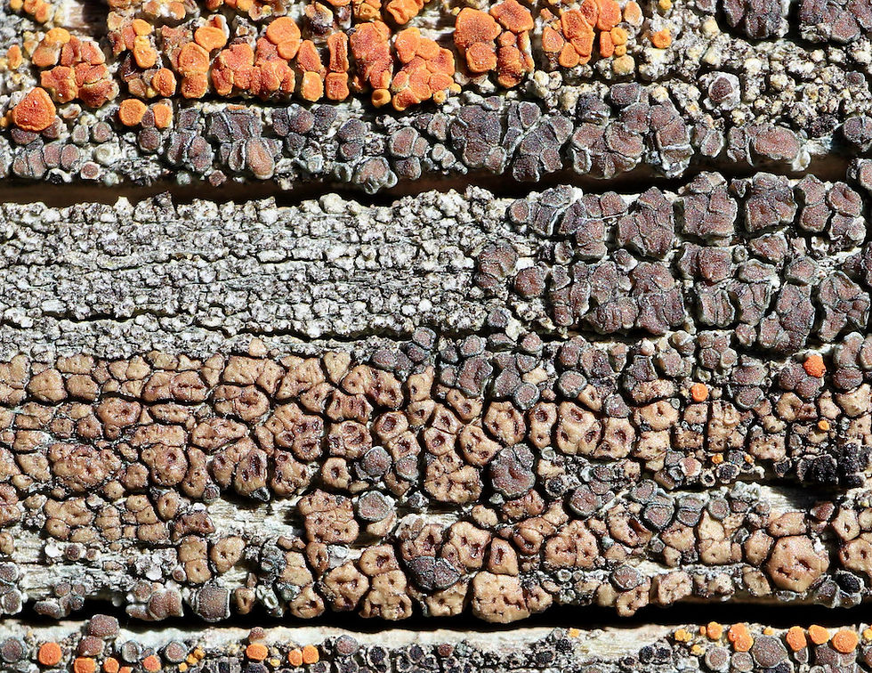 Acarospora similis