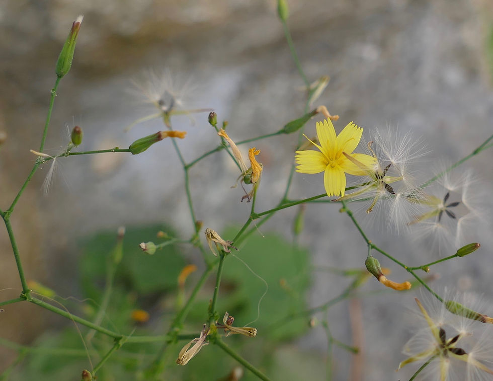 Lactuca muralis