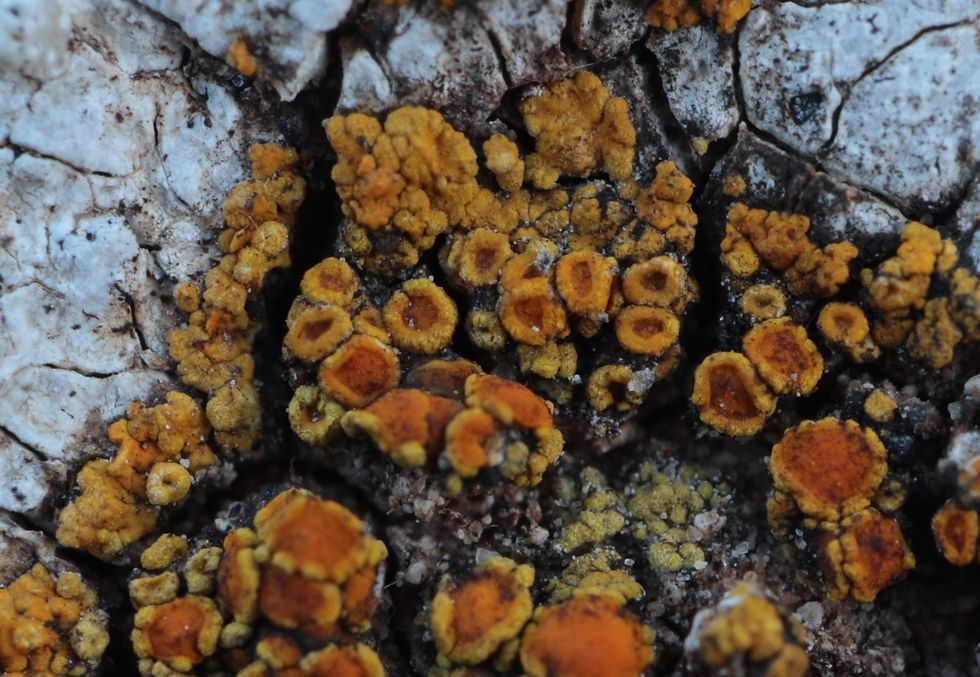 Athallia inconnexa