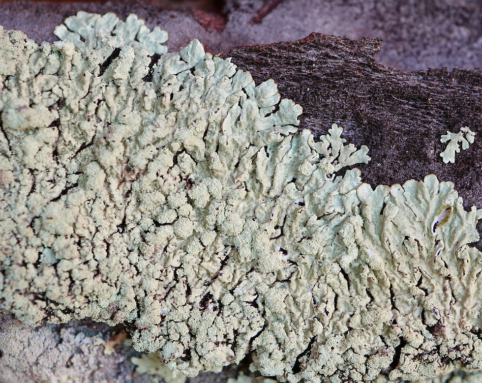 Parmeliopsis ambigua Pinus