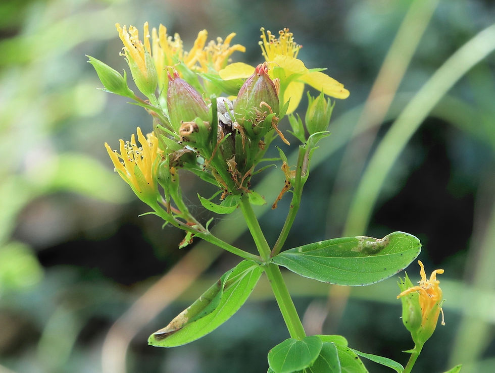 Hypericum tetrapterum