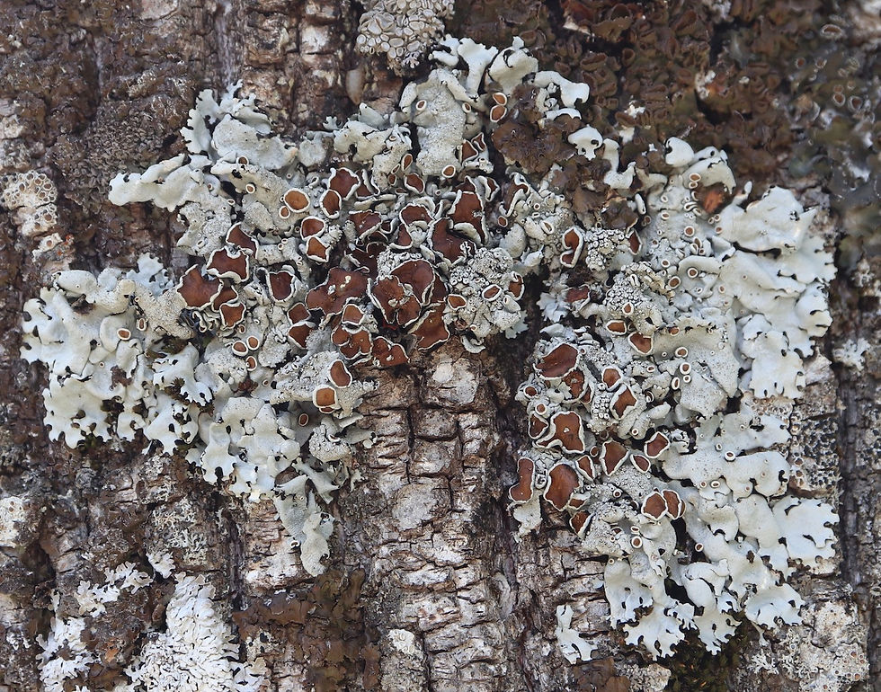 Parmelina carporrhizans Tilia