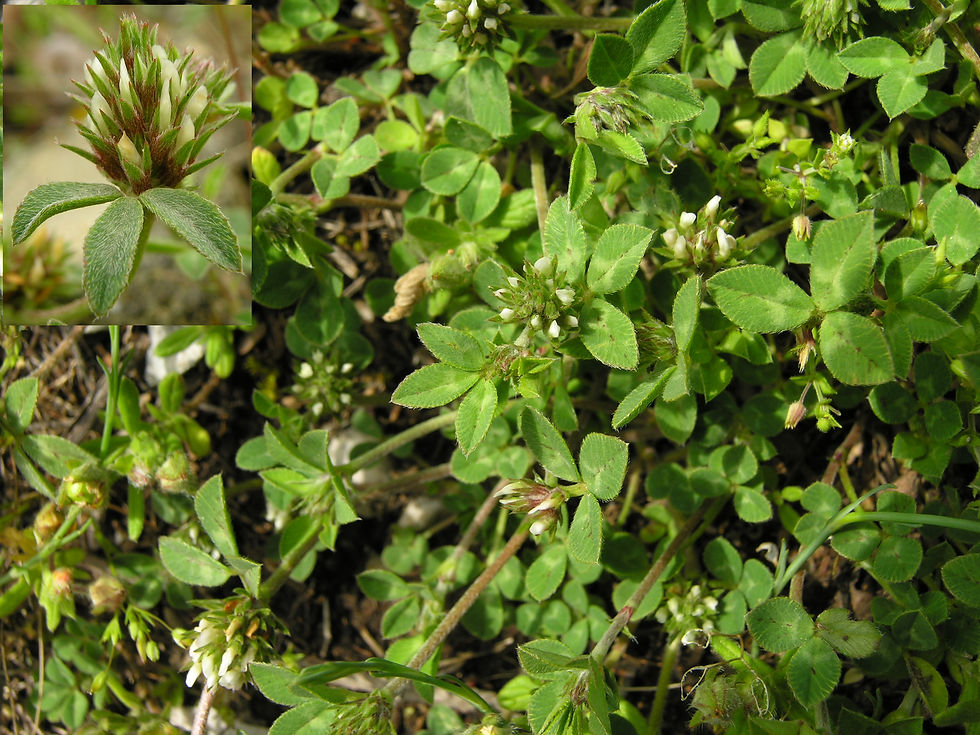 Trifolium scabrum subsp. lucanicum