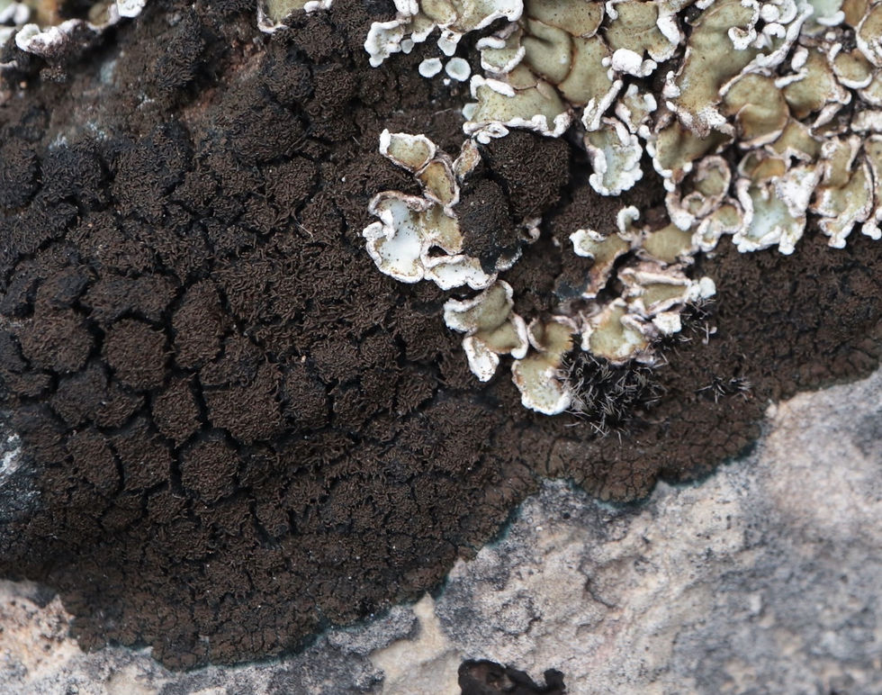 Placynthium pannariellum