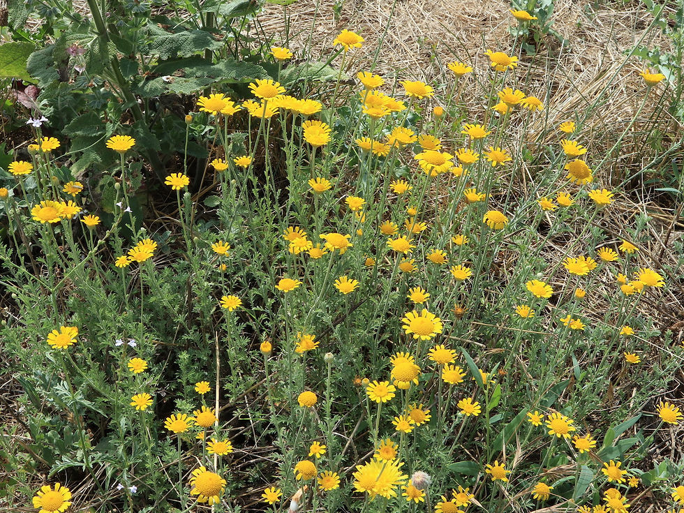 Cota tinctoria