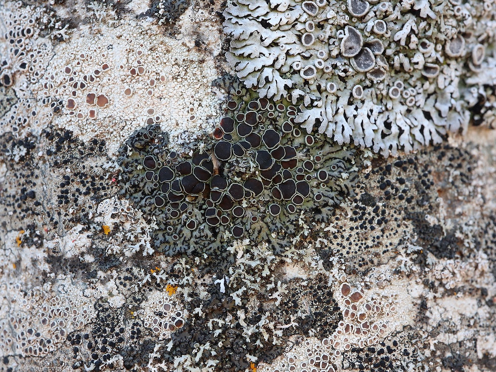 Phaeophyscia ciliata Fraxinus