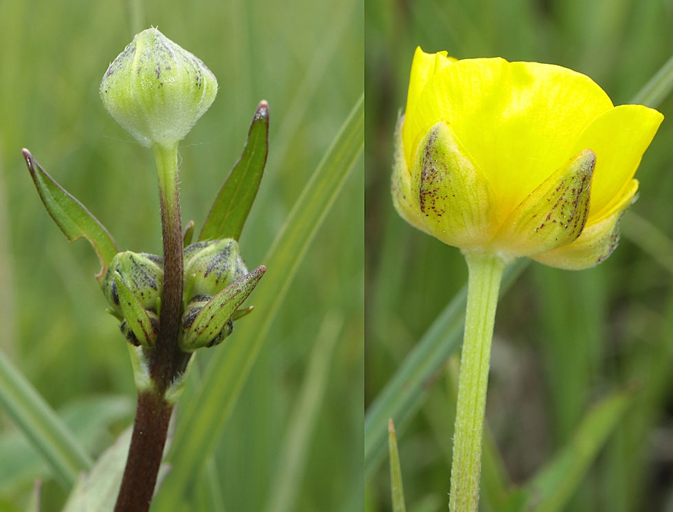Ranunculus repens