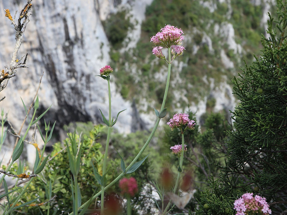 Centranthus lecoqii
