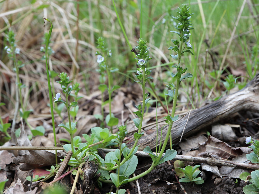 Veronica serpyllifolia