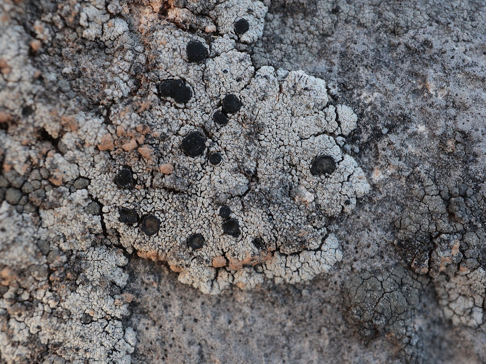 Placynthium garovaglii