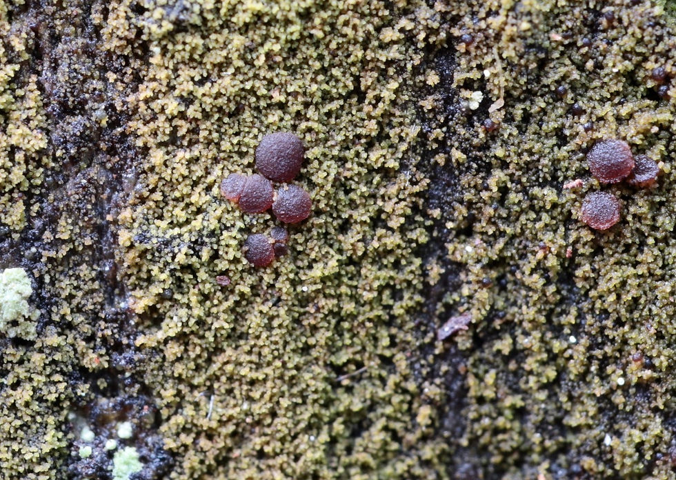 Placynthiella icmalea pinus