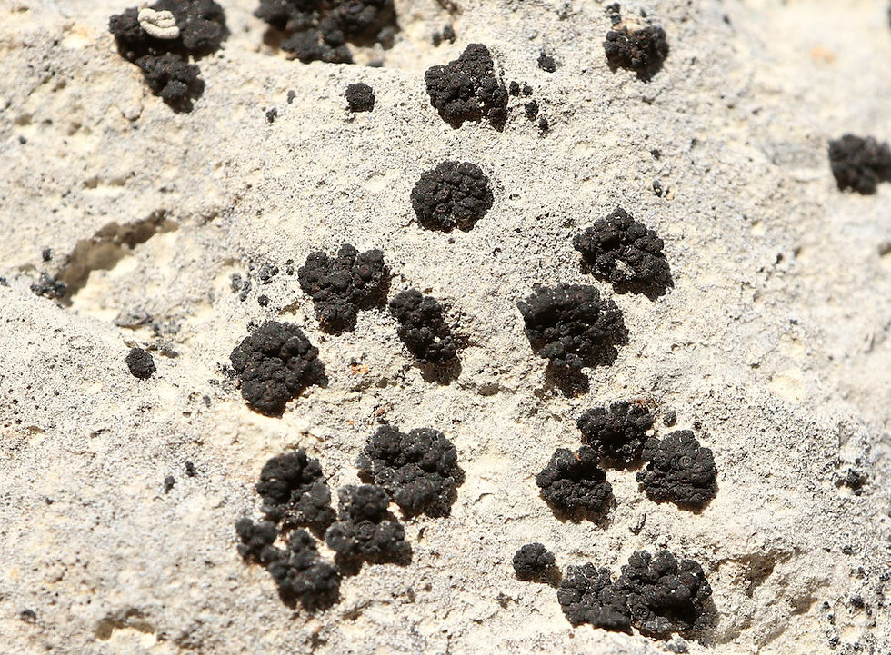 Anema prodigula
