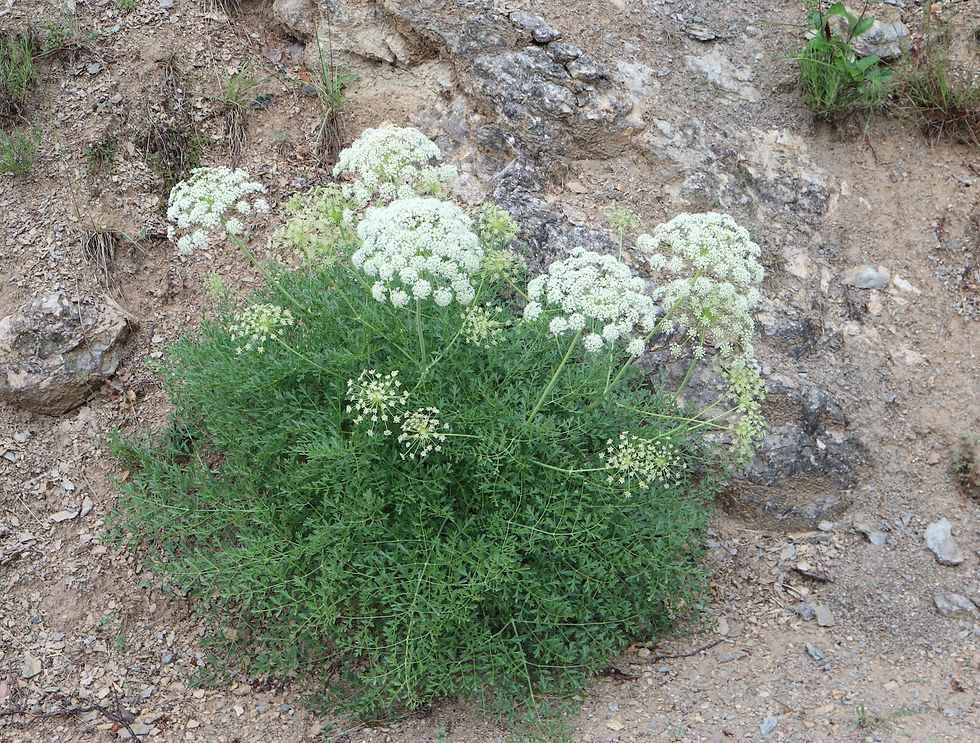 Laserpithium gallicum
