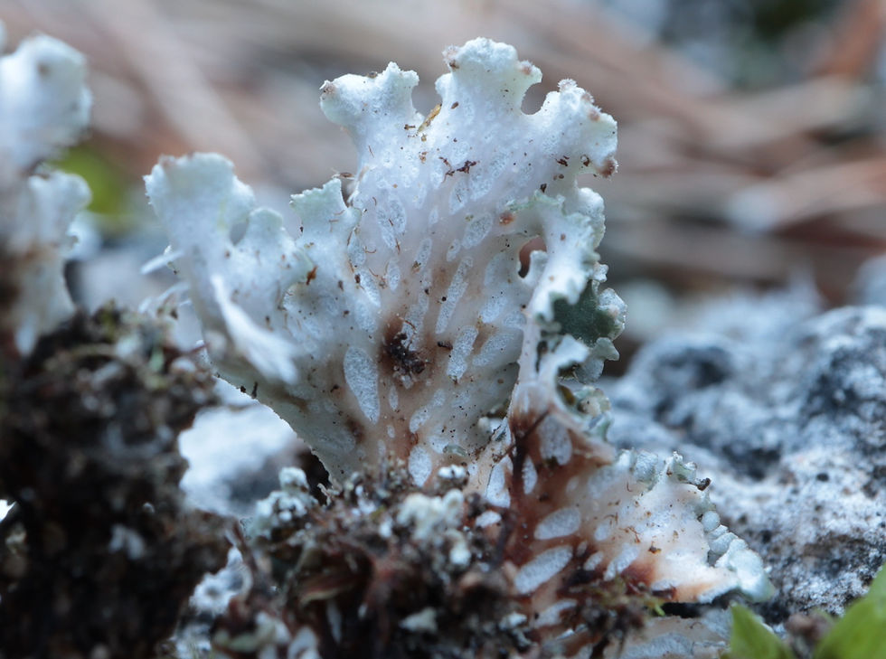 Peltigera degenii