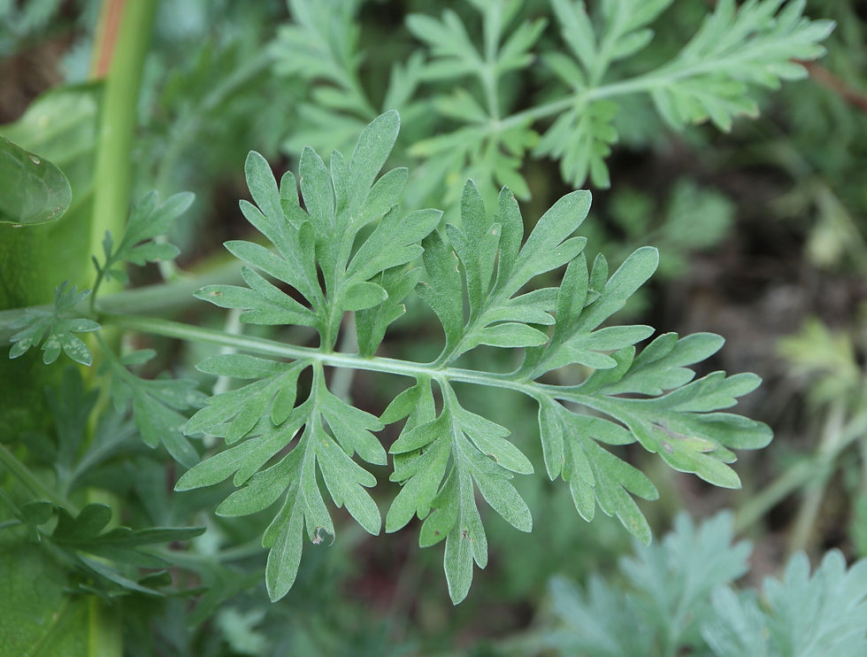 Artemisia absinthium