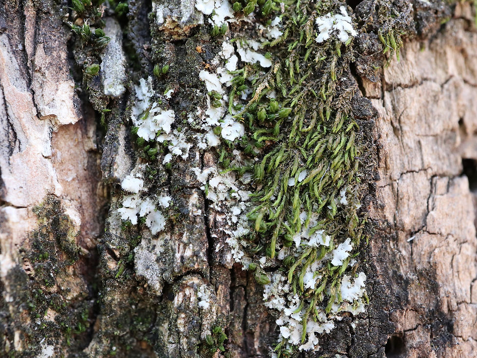 Phaeophyscia hirsuta Habrodon perpusillus Quercus ilex copie