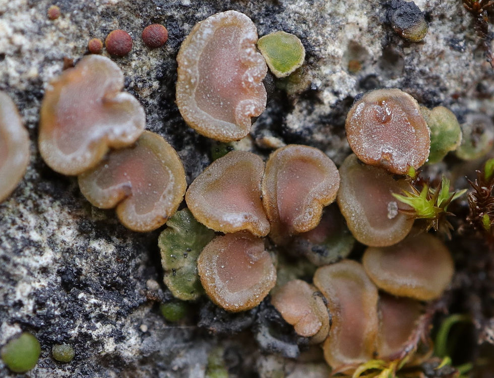 Acarospora glaucocarpa morpho. glaucocarpa