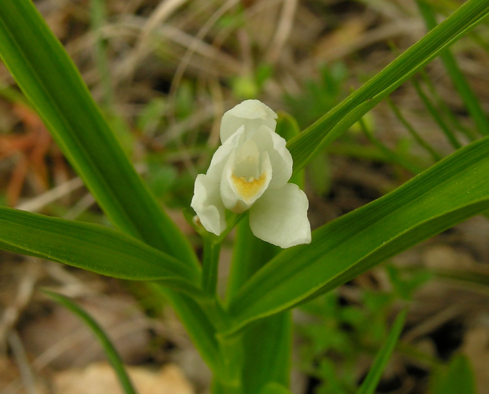 Cephalanthera longifolia