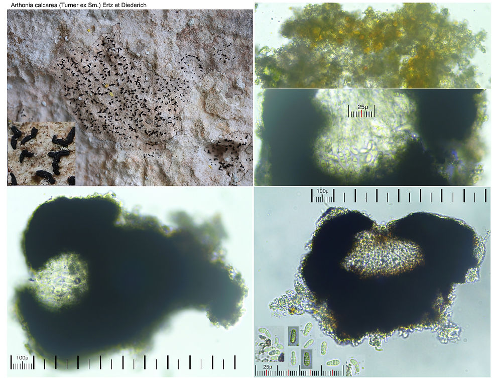 Arthonia trifurcata