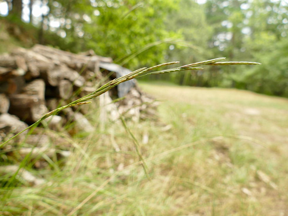 Brachypodium phoenicoides