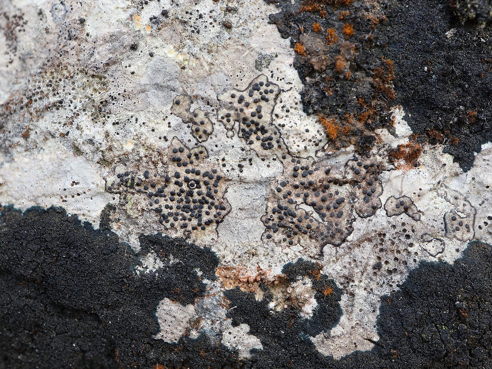 Parabagliettoa dufourii