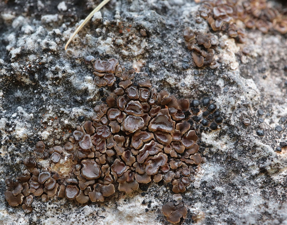 Acarospora glaucocarpa morpho. glaucocarpa