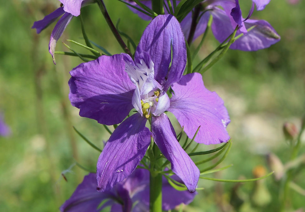 Delphinium ajacis