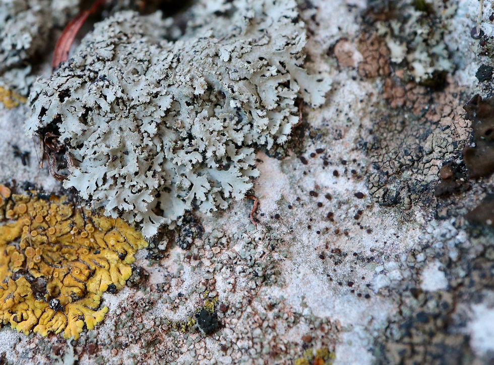 Phaeophyscia hirsuta saxicole
