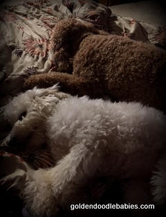 Teddy.jpeg