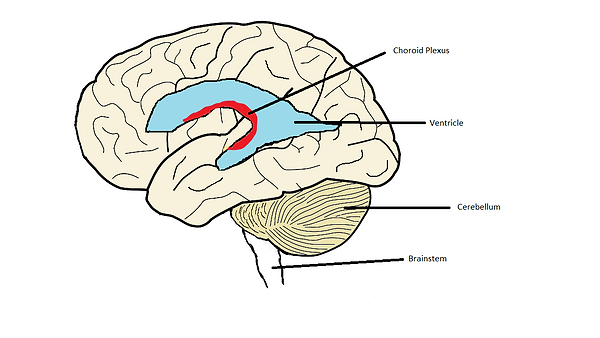 brain-ventricle4_orig.png