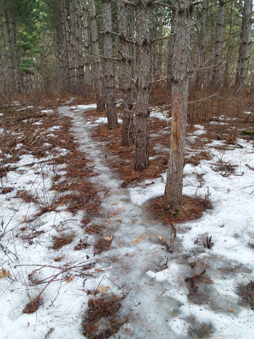 Buck rub on a red pine adjacent to a heavily used doe trail

