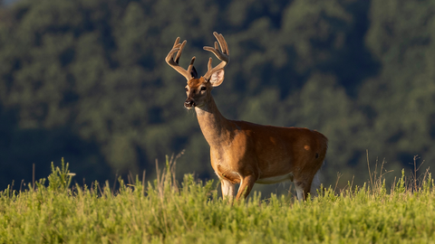 whitetail deer.png