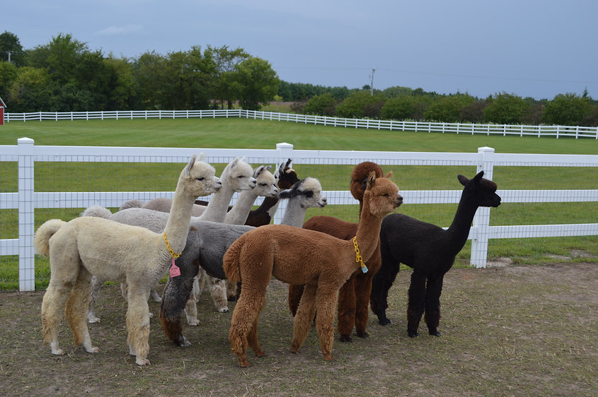 Alpacas.jpeg
