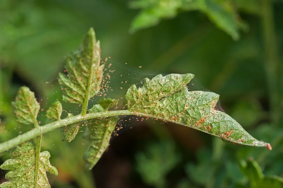 spider mite infestation on a tomato plant